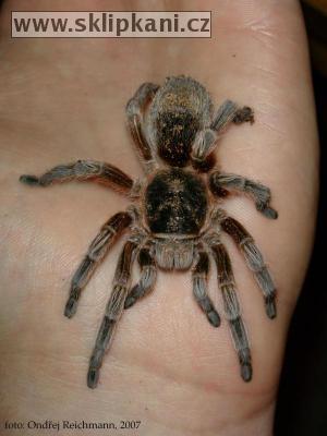 Paraphysa_sp._Chile